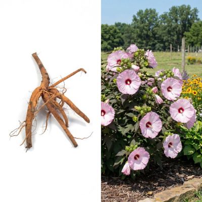 National Plant Network Bare Root Hibiscus Head Over Heels Blush