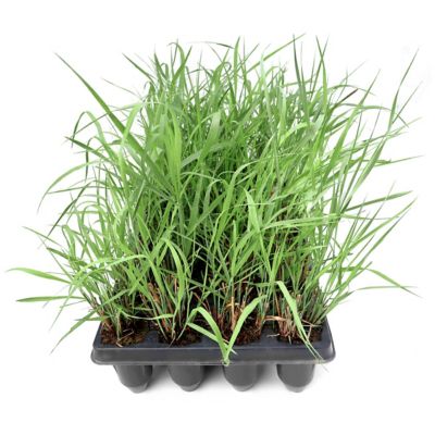 National Plant Network 3 in. Shenandoah Switch Grass, 32 pk.