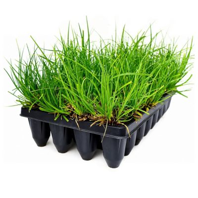 National Plant Network 3 in. Cherokee Sedge, 32 pk.