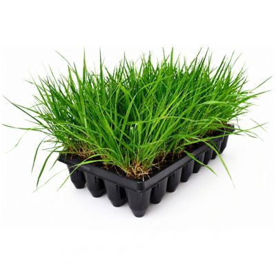National Plant Network 3 in. Eragrostis Purple Lovegrass, 32 pk.