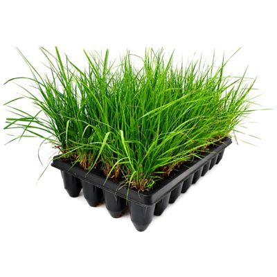 National Plant Network 3 in. Sideoats Grass, 32 pk.