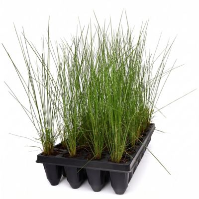 National Plant Network 3 in. Muhly Grass White Cloud, 32 pk.