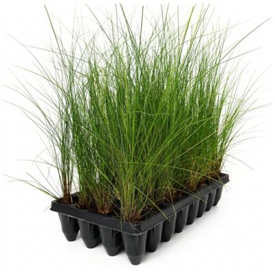 National Plant Network 3 in. Pink Muhly Grass, 32 pk.