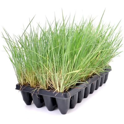National Plant Network 3 in. Little Bluestem Grass, 32 pk.