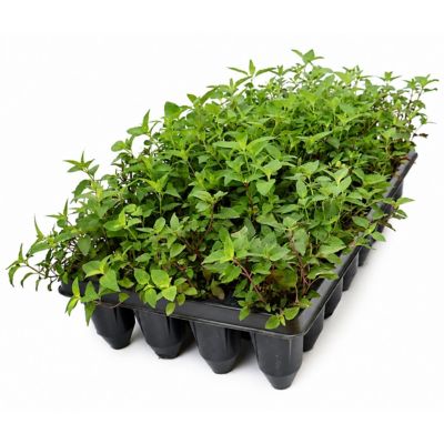 National Plant Network 3 in. Wild Bergamot Monarda, 32 pk.