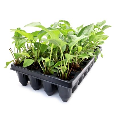 National Plant Network 3 in. Purple Coneflower Echinacea, 32 pk.