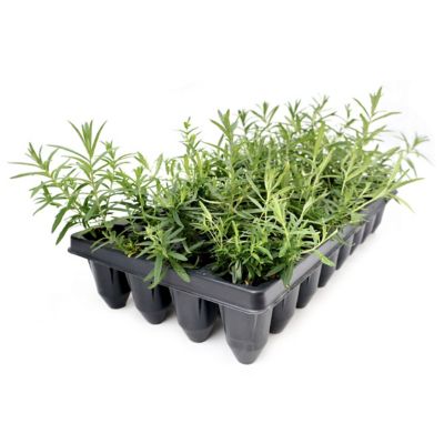 National Plant Network 3 in. Aromatic Aster, 32 pk.