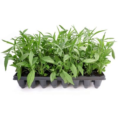 National Plant Network 3 in. Orange Coneflower Rudbbeckia, 32 pk.