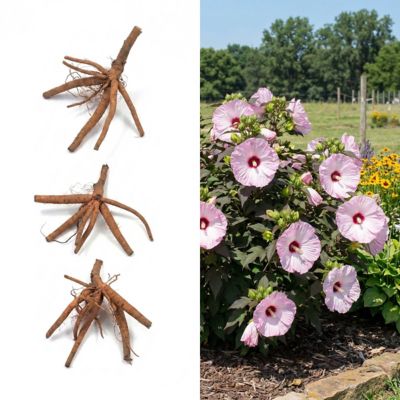 National Plant Network Bare Root Hibiscus Head Over Heels Blush, 3 pk.