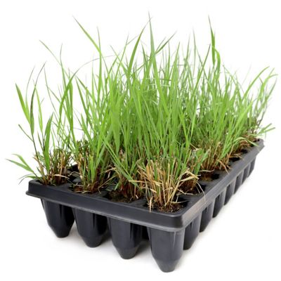 National Plant Network 3 in. Switch Grass, 32 pk.