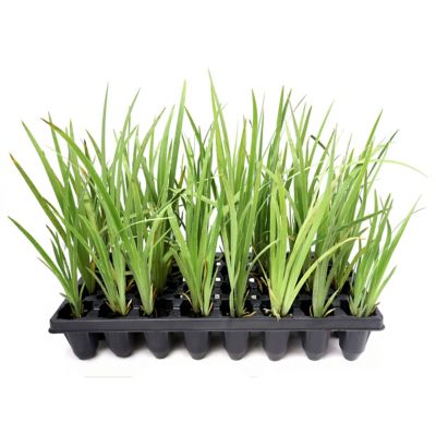 National Plant Network 3 in. Southern Blue Flag Iris, 32 pk.