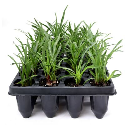 National Plant Network 3 in. Blazing Star Liatris, 32 pk.