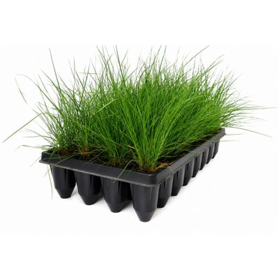 National Plant Network 3 in. Prarie Dropseed Grass, 32 pk.