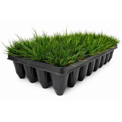 National Plant Network 3 in. Pennsylvania Sedge, 32 pk.