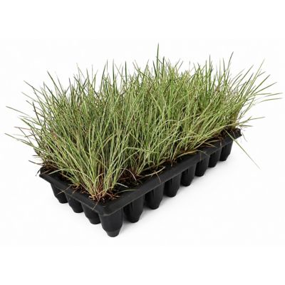 National Plant Network 3 in. Chameleon Little Bluestem Grass, 32 pk.