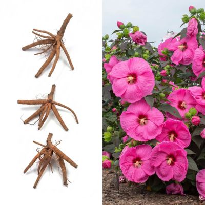 National Plant Network Bare Root Hibiscus Head Over Heels Passion, 3 pk.