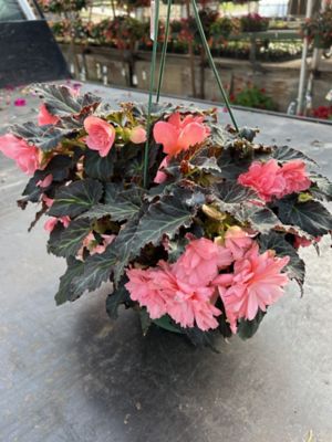 10 in. Tuberous Begonia Basket