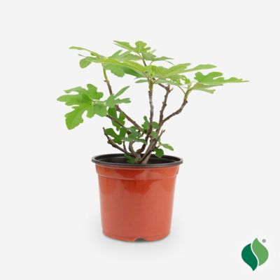 DeGroot Fig Chicago Hardy 1 gal.