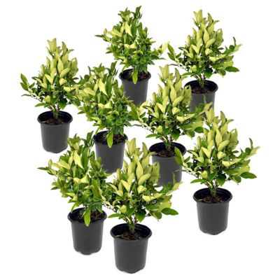 National Plant Network 1 gal. Wax Leaf Ligustrum, 8 pk.