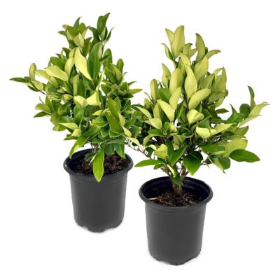 National Plant Network 1 gal. Wax Leaf Ligustrum, 2 pk.