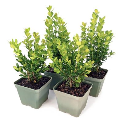 National Plant Network 4 in. Wintergreen Boxwood, 8 pk.