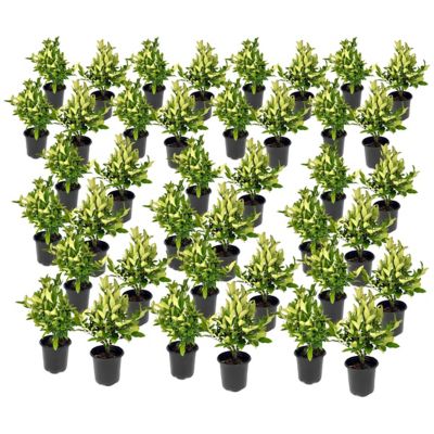 National Plant Network 1 gal. Wax Leaf Ligustrum, 40 pk.