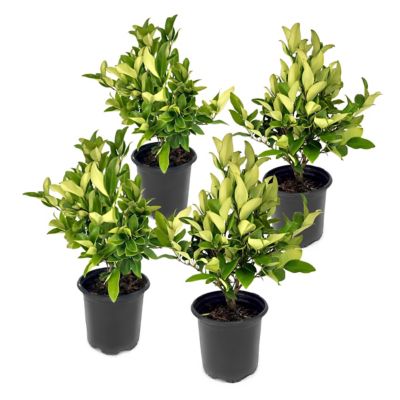 National Plant Network 1 gal. Wax Leaf Ligustrum, 4 pk.