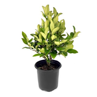 National Plant Network 1 gal. Wax Leaf Ligustrum