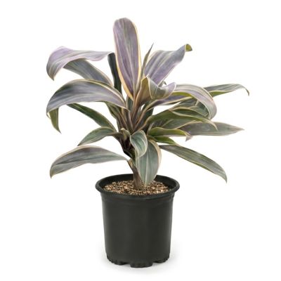 National Plant Network 1 gal. Cordyline Chocolate Queen