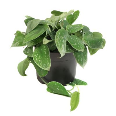 National Plant Network 5.5 in. Pothos Silvery Ann