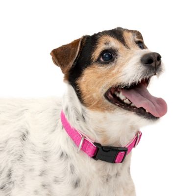 PetSafe Comfort Dog Collar
