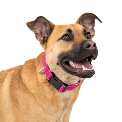 PetSafe Comfort Dog Collar