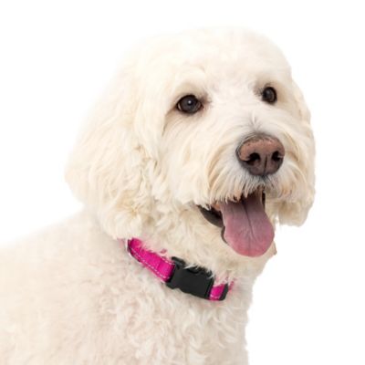 PetSafe Comfort Dog Collar