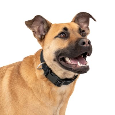PetSafe Comfort Dog Collar, M,Black at Tractor Supply Co