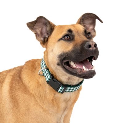 PetSafe Comfort Dog Collar