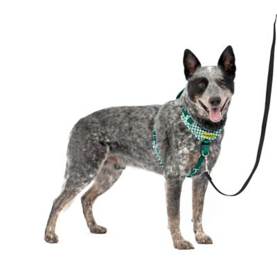 PetSafe Easy Walk Comfort Harness, M,Green/White at Tractor Supply Co