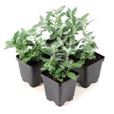 National Plant Network 3.25 in. Buddleia Chrysalis, White, 4 pk.