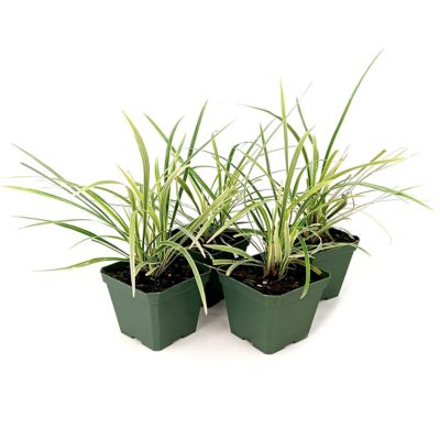National Plant Network 4 in. Liriope Silver Dragon, 8 pk.
