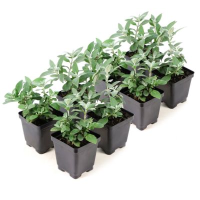 National Plant Network 3.25 in. Buddleia Chrysalis, White, 8 pk.