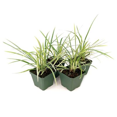 National Plant Network 4 in. Liriope Aztec Grass, 4 pk.
