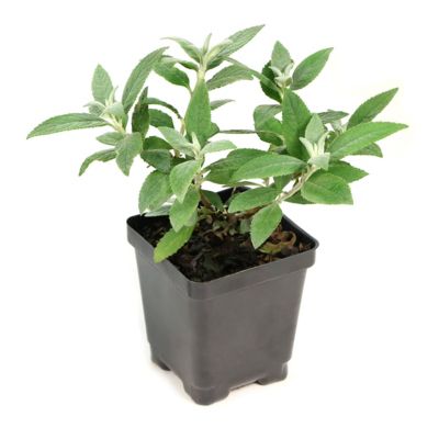 National Plant Network 3.25 in. Buddleia Magenta Buzz