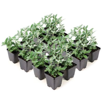 National Plant Network 3.25 in. Buddleia Sky Blue Buzz, 16 pk.