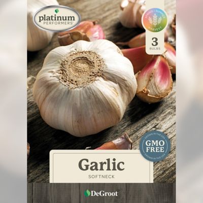DeGroot Fall Garlic, Softneck