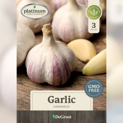 DeGroot Fall Garlic, Hardneck