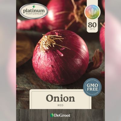 DeGroot Fall Onion, Red