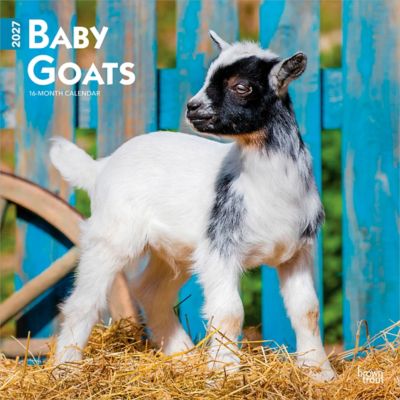 Brown Trout Baby Goats 2027 Square Flap