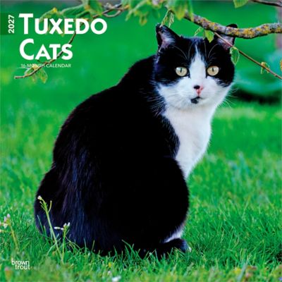 Brown Trout 2027 Tuxedo Cats Square Flap Calendar