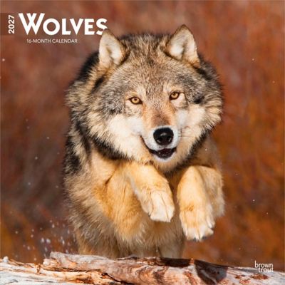 Brown Trout Wolves 2027 Square Flap
