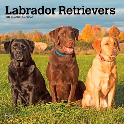 Brown Trout Labrador Retrievers 2027 Square Flap