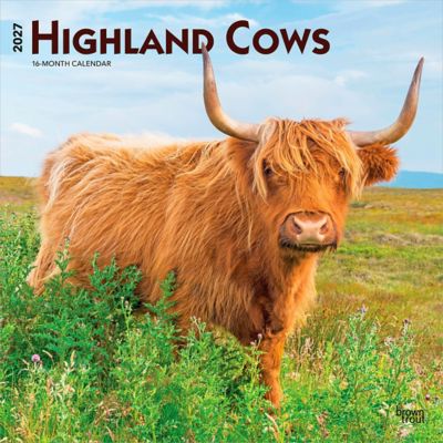 Brown Trout Highland Cows 2027 Square Flap